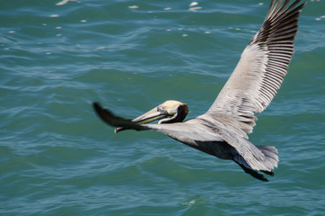 Pelican flying above the water's surface at full wingspan.