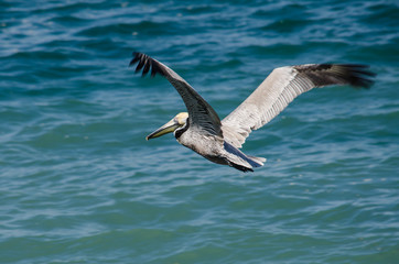 Pelican glides lazily over a Puerto Vallarta sea.