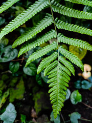 Fern macro shot in the forest.