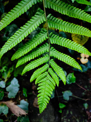 Fern macro shot in the forest.