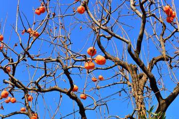 Persimmon in the branches, the fruit