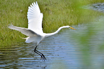 A White Heron landing on a pond in Newport Rhode Island.