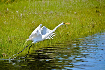 White Heron taking flight from a pond jn Newport, Rhode Island.