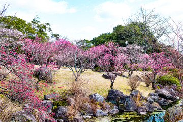 南立石公園の梅