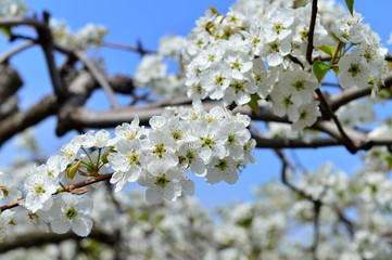 Pear flower in full bloom in spring