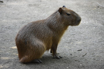agouti tropical animal mammal