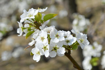 Pear flower in full bloom in spring