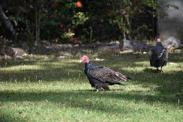 Black vulture red head tropical panama