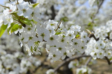 Pear flower in full bloom in spring