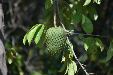 green soursop fruit on tree