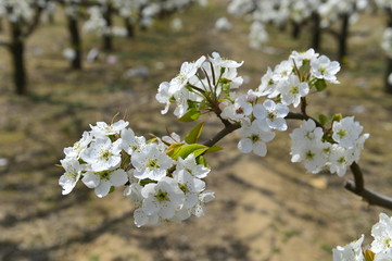 Pear flower in full bloom in spring