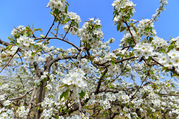 Pear flower in full bloom in spring