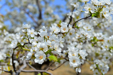 Pear flower in full bloom in spring