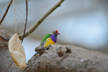 The outdoor fringillidae birds in the park