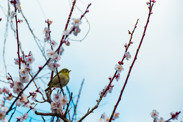南立石公園の桜