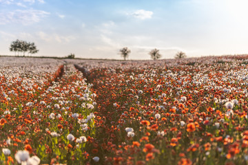 Beautiful poppy field on a sunny summer day