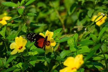 Butterfly and flower