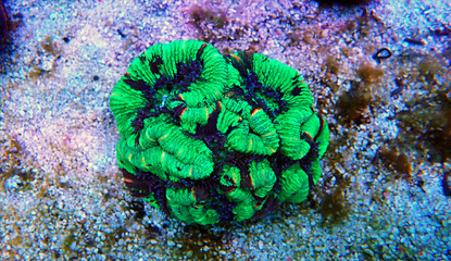Wellsophyllia folded open brain LPS coral © Kolevski.V