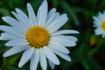 Nature Flowers