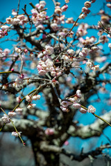 椎田の枝垂れ梅