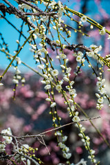 椎田の枝垂れ梅