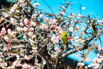 椎田の枝垂れ梅
