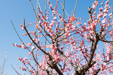 大阪城公園の梅林