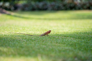 Lizard strolling in the green grass in Thailand, close up. Animal and nature concept.