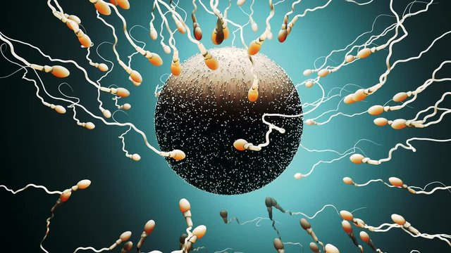 Fertilization, sperm marathon to fertilize the egg