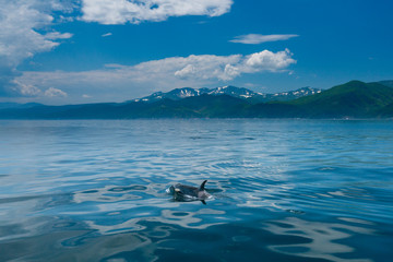Obraz premium 北海道 羅臼の海を泳ぐシャチ