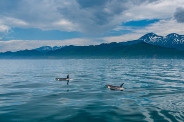 Obraz premium 北海道 羅臼の海を泳ぐシャチ