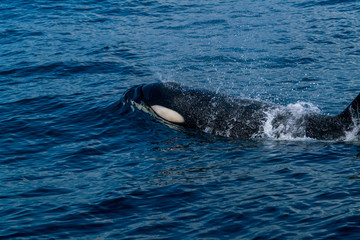 Obraz premium 北海道 羅臼の海を泳ぐシャチ