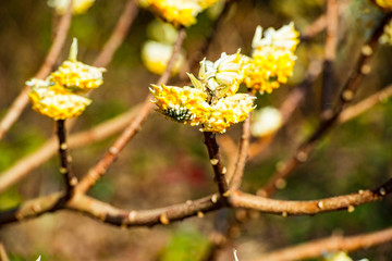豊前のミツマタ