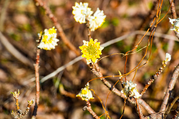 豊前のミツマタ