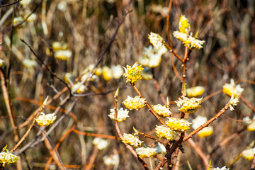 豊前のミツマタ