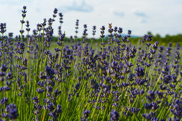  Fleurs de lavande de l'&icirc;le d'Orl&eacute;ans