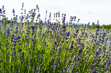  Fleurs de lavande de l'&icirc;le d'Orl&eacute;ans
