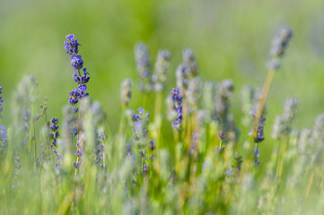  Fleurs de lavande de l'&icirc;le d'Orl&eacute;ans