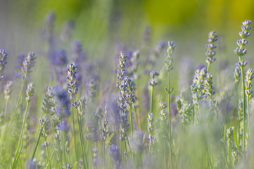  Fleurs de lavande de l'île d'Orléans