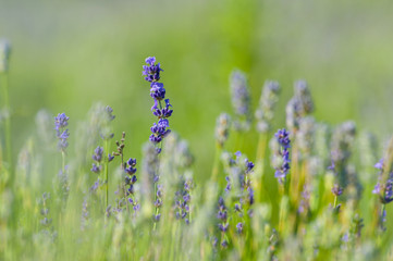  Fleurs de lavande de l'île d'Orléans