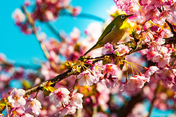 桜とメジロ
