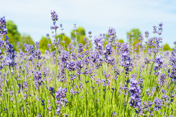  Fleurs de lavande de l'&icirc;le d'Orl&eacute;ans