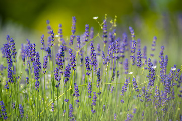 Naklejka premium Kwiaty lawendy z Île d'Orléans