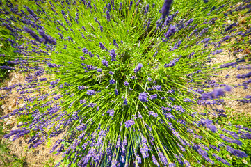  Fleurs de lavande de l'&icirc;le d'Orl&eacute;ans