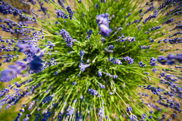  Fleurs de lavande de l'&icirc;le d'Orl&eacute;ans