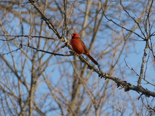 northern cardinal on branch