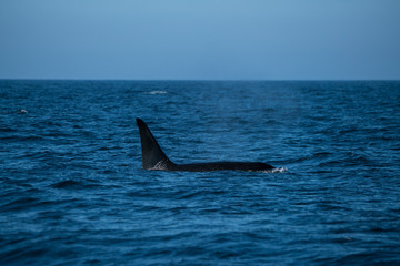 Fototapeta premium 北海道 羅臼の海を泳ぐシャチ