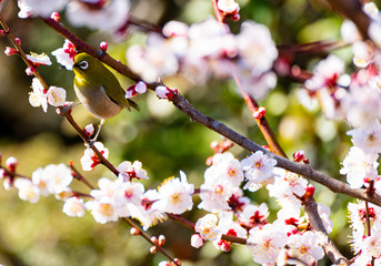梅の花とメジロ、日本の春の風景