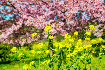 Fototapeta premium 豊前の菜の花