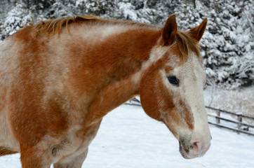 Face of an Appaloosa quarter horse in winter after a snowfall